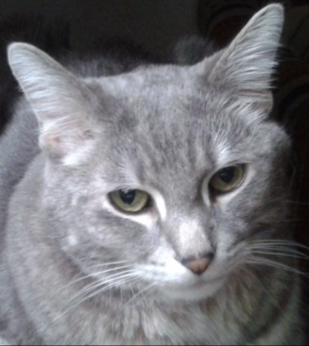 Pic of the Litter: BooBoo